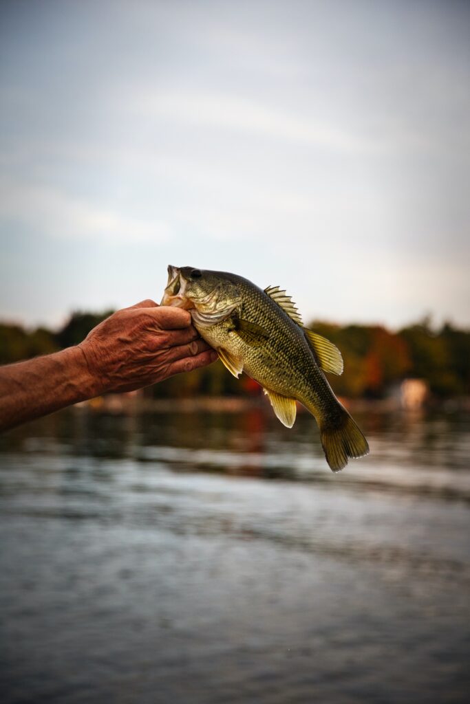 Photo d'un pêcheur et d'un black bass