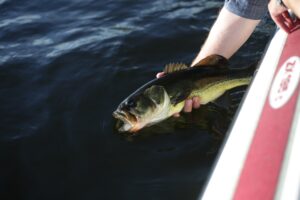 Photo d'un black bass dans les mains d'un pêcheur.