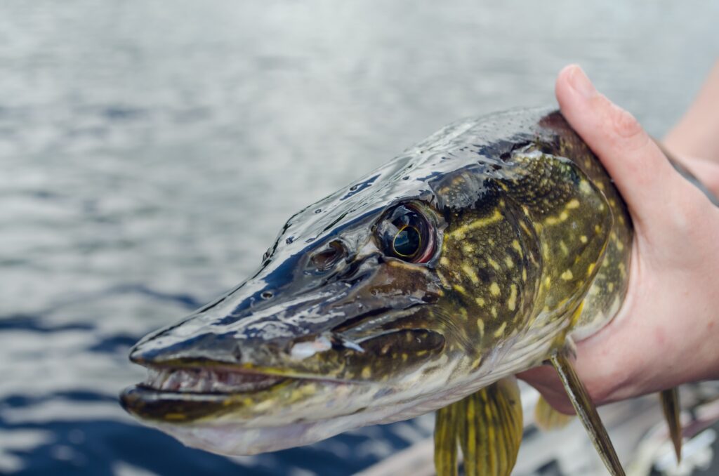 Photo d'un brochet qui vient d'être pêché.