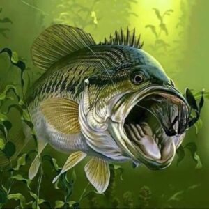 Photo d'un black bass qui chasse un leurre