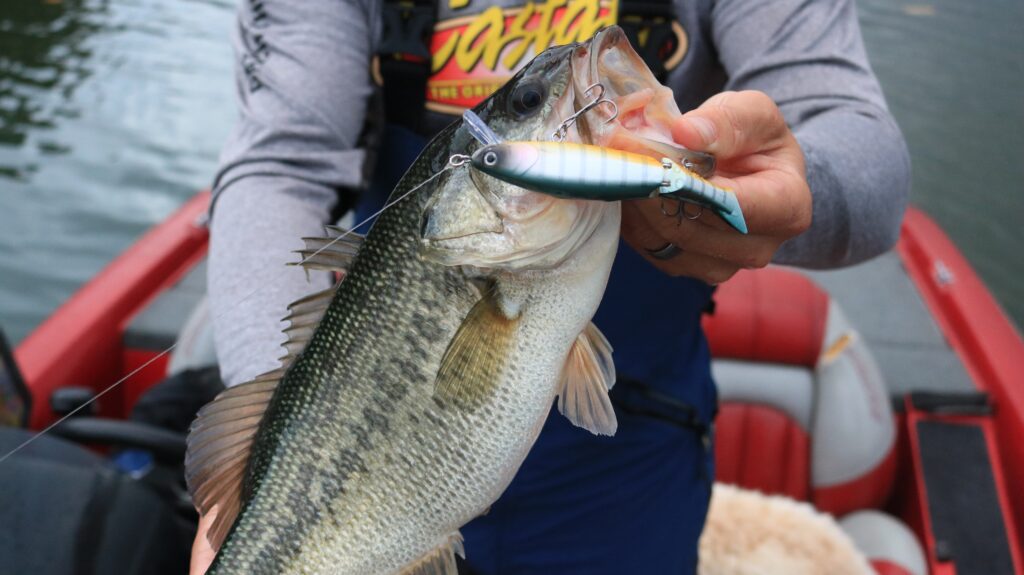 Photo d'un black bass prit au leurre