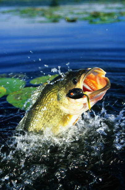 Photo d'un black bass chassant un leurre